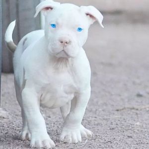 Meet your Posher, Darryl